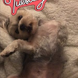 Meet your Posher, Sani